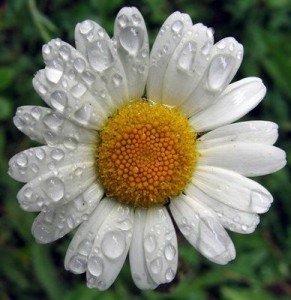 chamomile2[1]